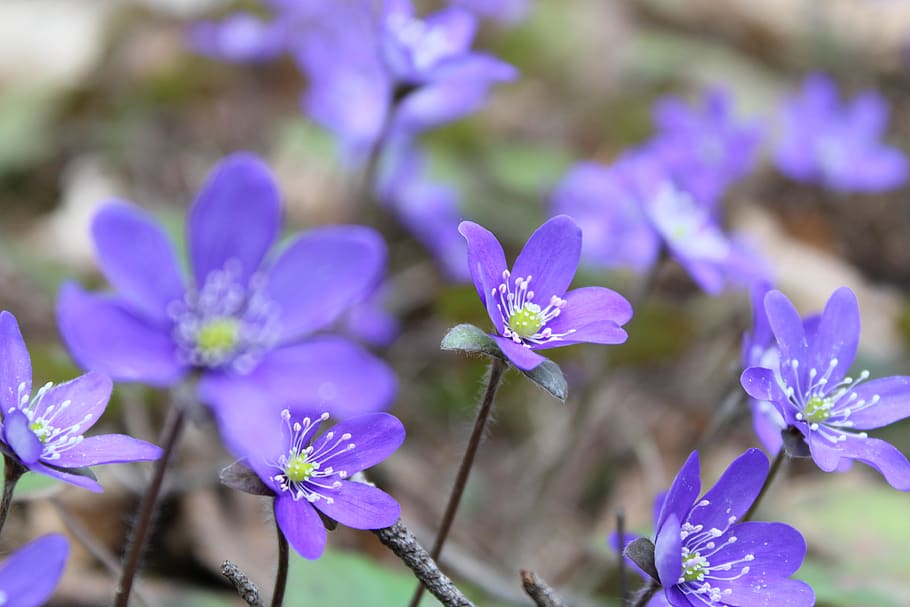 hepatica, flowers, spring, plant, wildflower, petals, flowering plant HD wallpaper