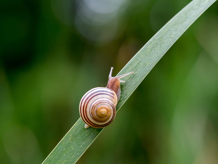 forest, nature, macro, wildlife, animal, green, close-up, outdoors HD wallpaper