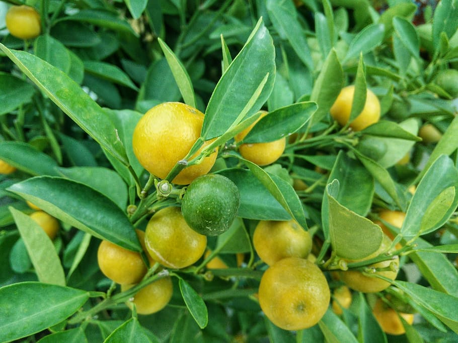 nature, trees, lime, lemon, leaf, fruit, plant part, healthy eating HD wallpaper