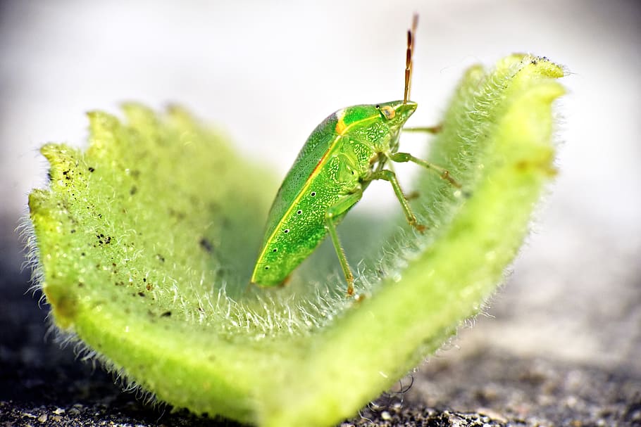green bug, insect, arthropod, leaf-eater, camouflage, green color HD wallpaper