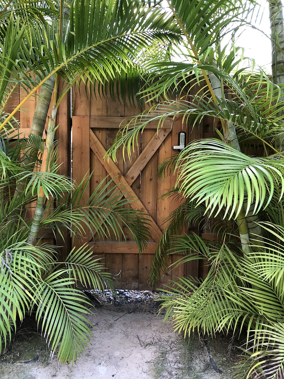 tree, garden, arbour, outdoors, plant, 82 s kalaheo ave, united states HD wallpaper