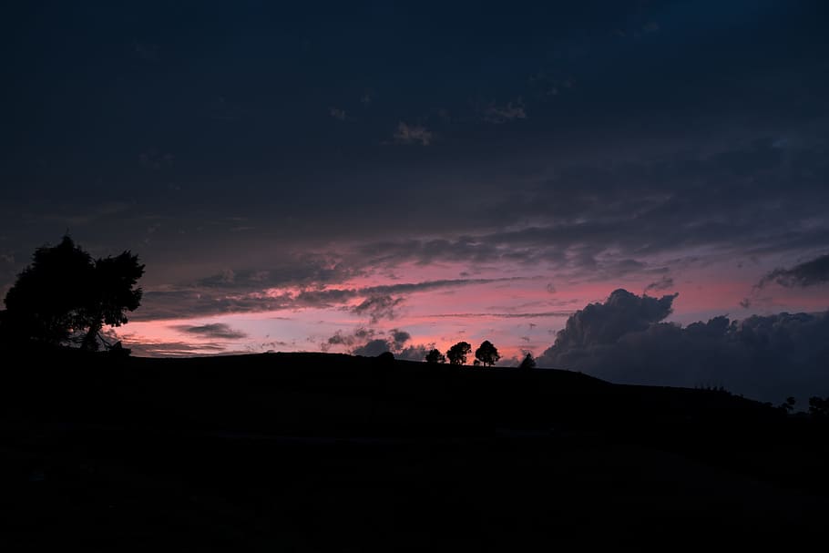 silhouette of tree during golden hour, magic hour, shadow, sunset HD wallpaper