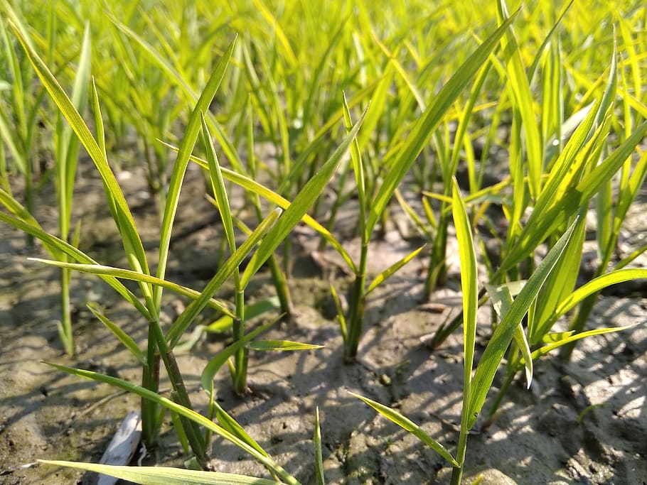 grass, tree, paddy, growth, plant, green color, nature, field HD wallpaper