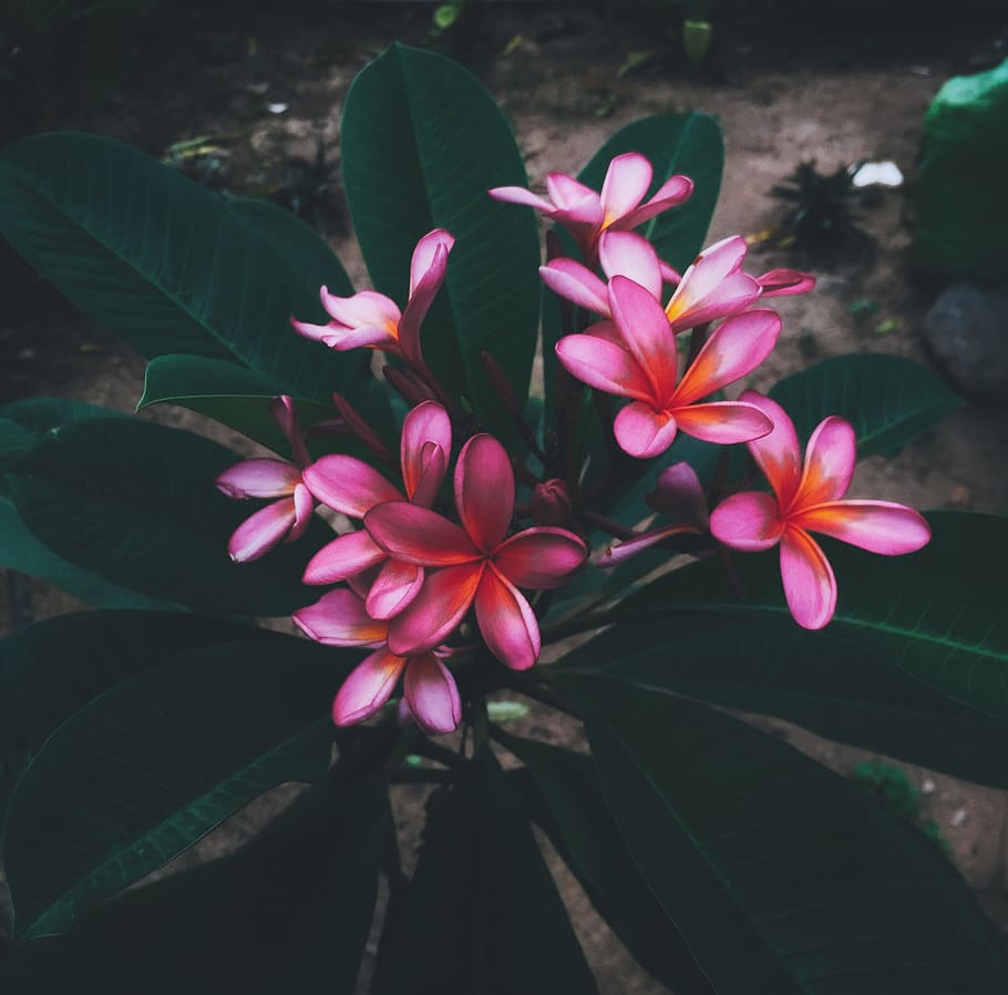 indonesia, palu, flowering plant, fragility, vulnerability HD wallpaper