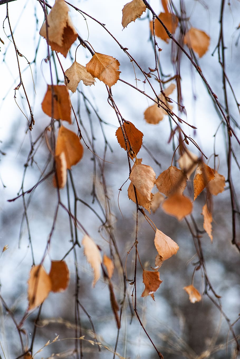 plant, leaf, tree, nature, outdoors, veins, maple, maple leaf HD wallpaper