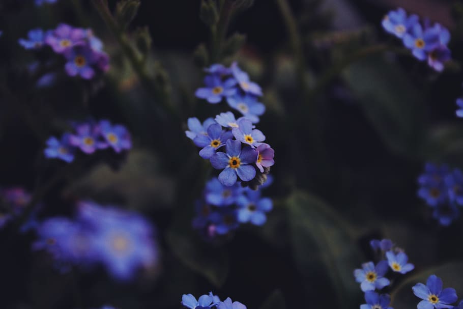 flowers, macro, blue, nature, leaves, flowering plant, freshness HD wallpaper