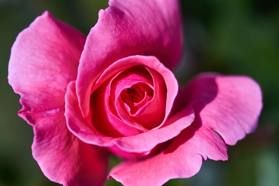 rose, pink, open, beautiful, love, romantic, dear, macro, plant HD wallpaper
