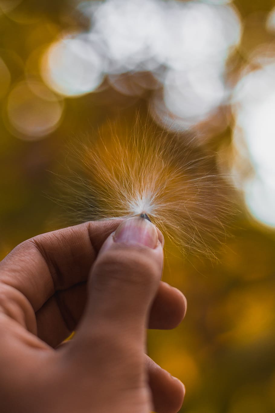 human, person, finger, tree, cotton, seed, moody, closeup, autumn HD wallpaper