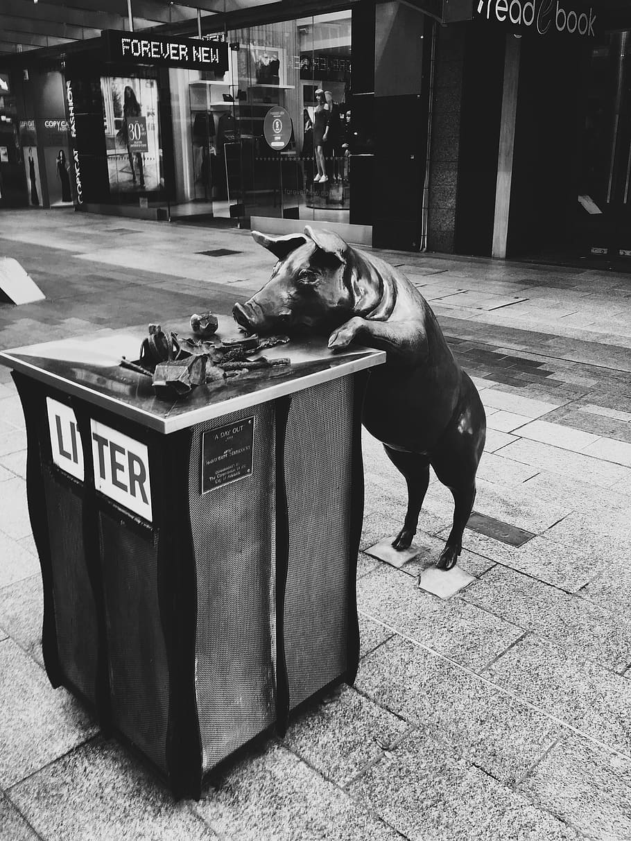 adelaide, rundle mall, one animal, animal themes, vertebrate HD wallpaper