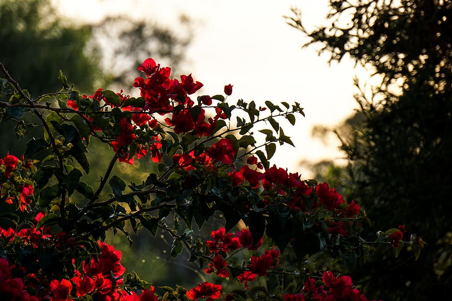 uruguay, piriápolis, forest, trees, autumn, sunset, flowers HD wallpaper