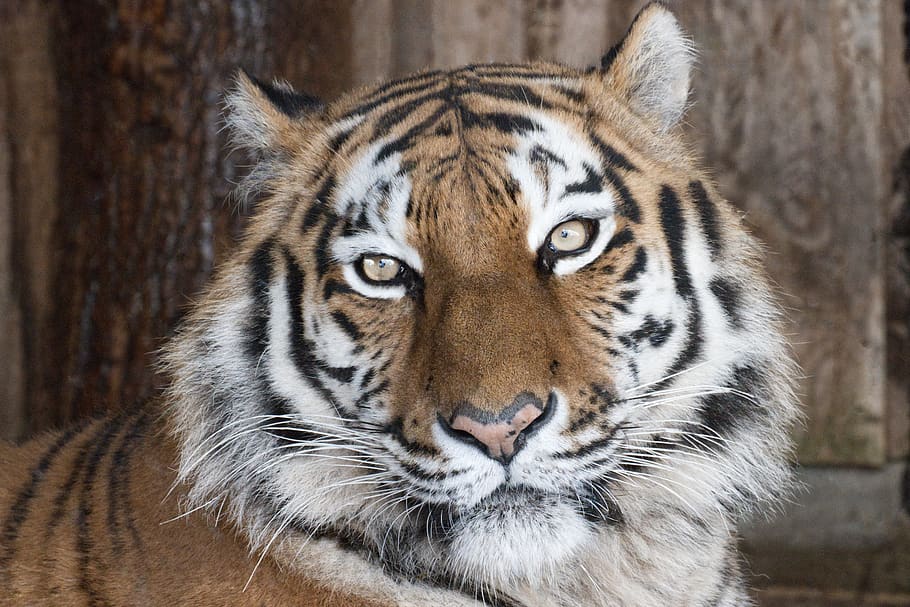 tiger, predator, zoo, africa, safari, animal world, big cat, HD wallpaper