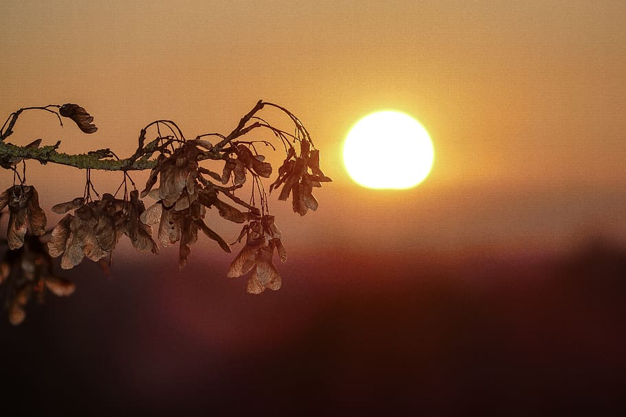 sundown, tree, sunset, nature, sky, landscape, evening, peaceful HD wallpaper