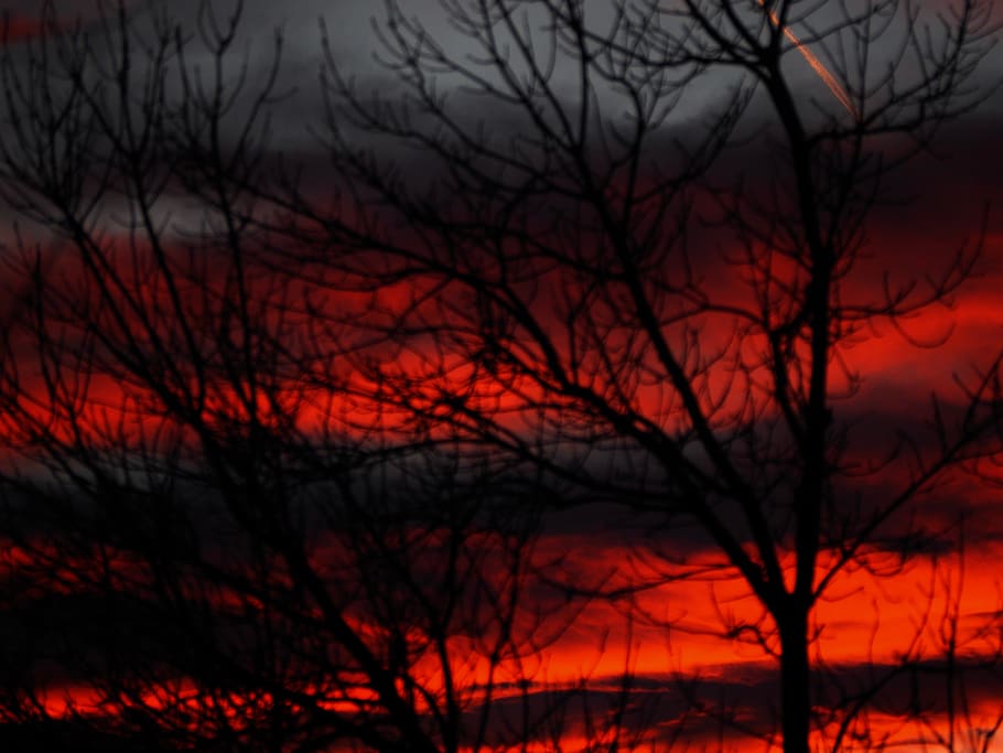 tree, bare tree, branch, sky, no people, silhouette, nature HD wallpaper