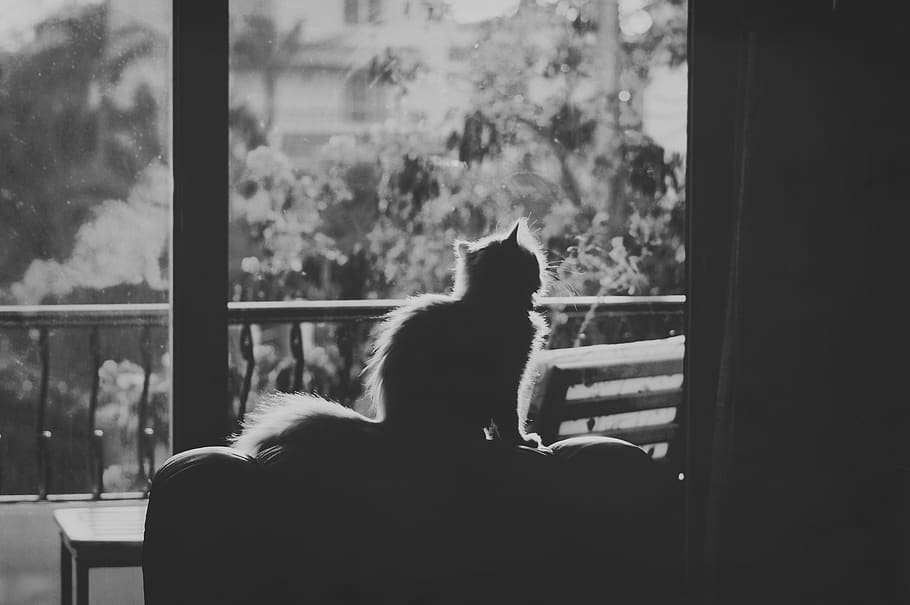 cat, black, white, silhouette, glow, afternoon, relaxing, pet HD wallpaper