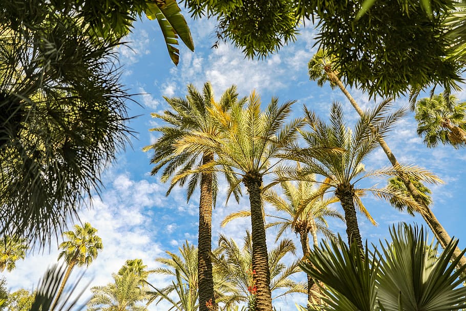 trees and sky, palm tree, plant, summer, morocco, arecaceae, marrakech HD wallpaper