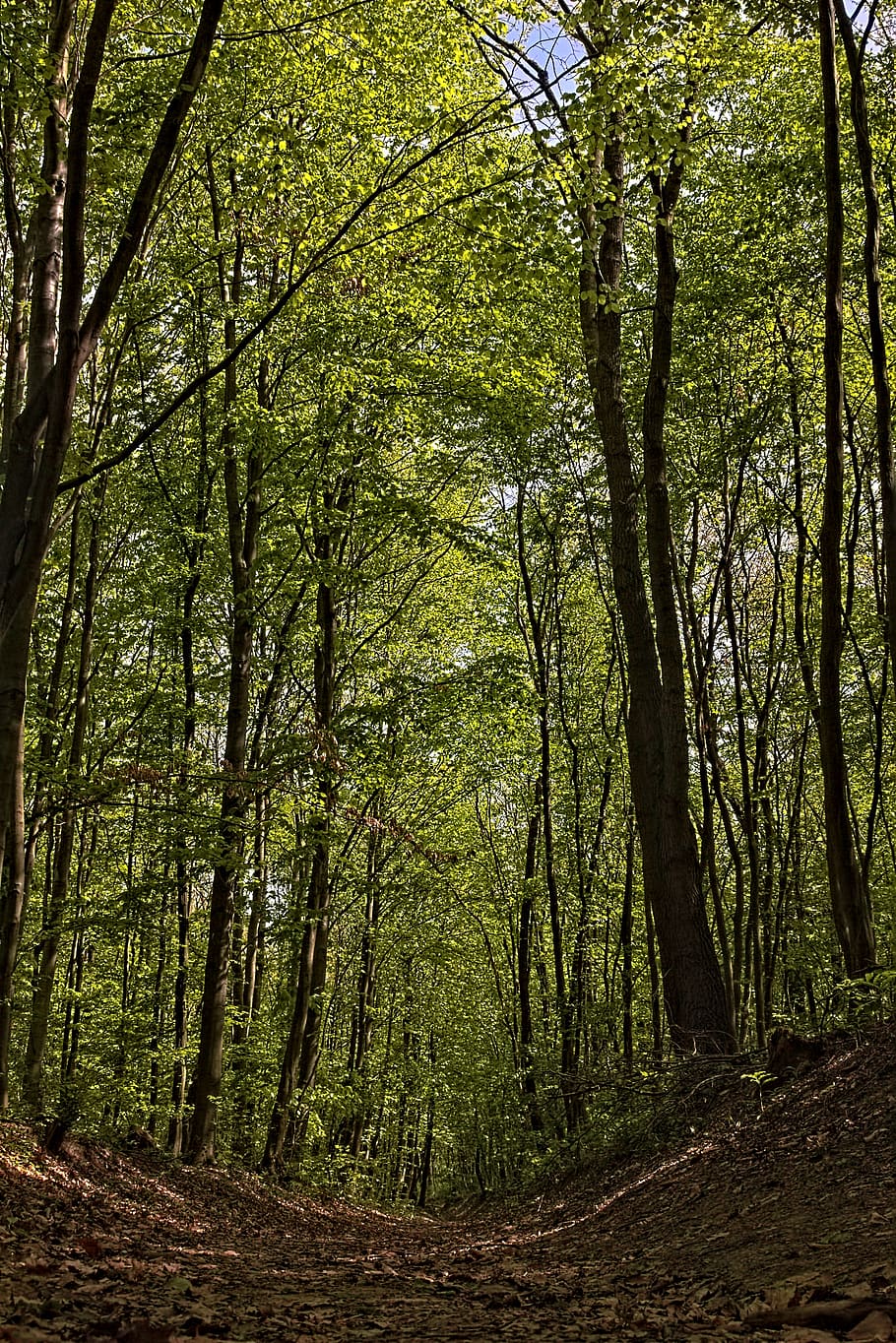 promo, trees, nature, forest, hiking, plant, land, tranquility HD wallpaper