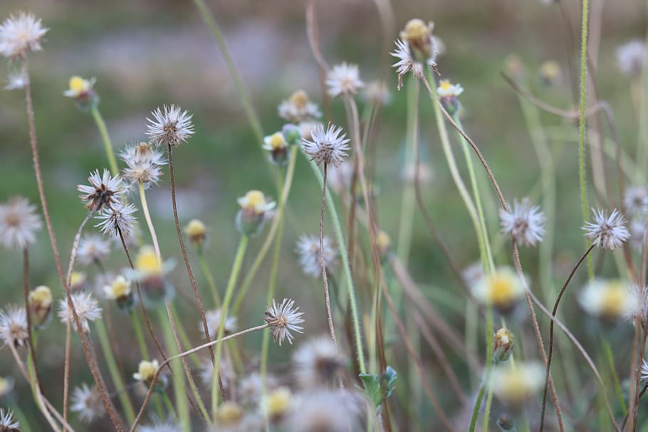 plants, nature, sky, hands, flower, flowering plant, fragility HD wallpaper