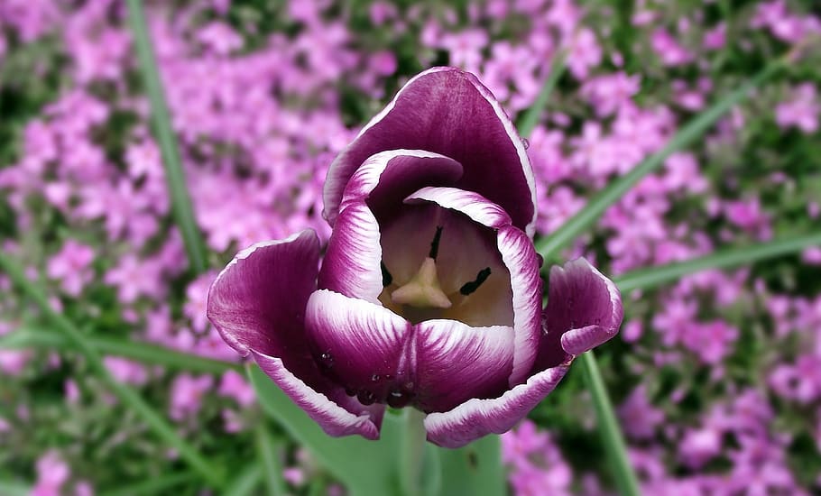 flower, tulip, spring, violet, nature, plant, closeup, flowering plant HD wallpaper