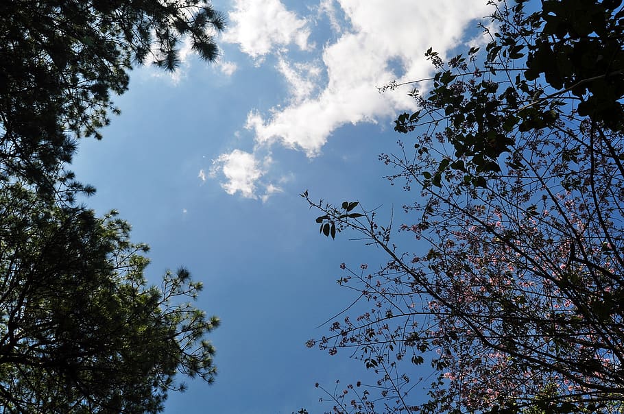 dalat, flower, sky, cloud, tree, plant, low angle view, growth HD wallpaper