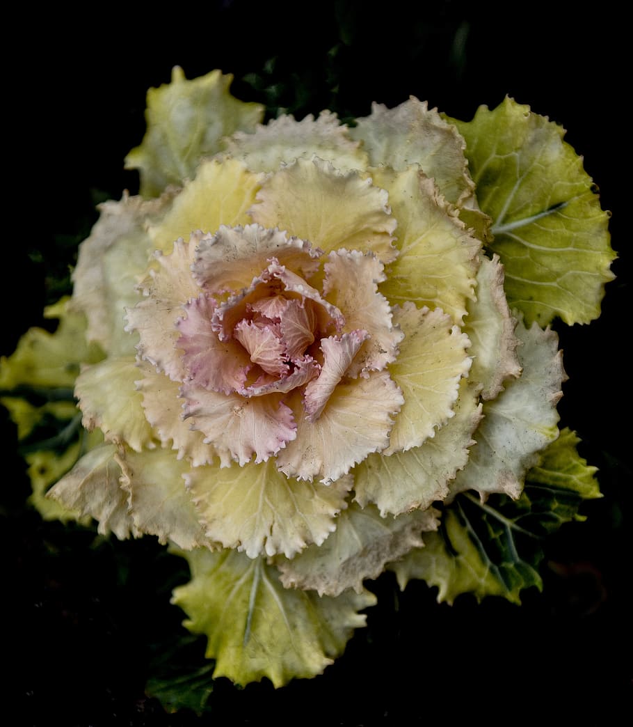 Selective Focus Photography of Yellow and Pink Flowering Cabbage HD wallpaper