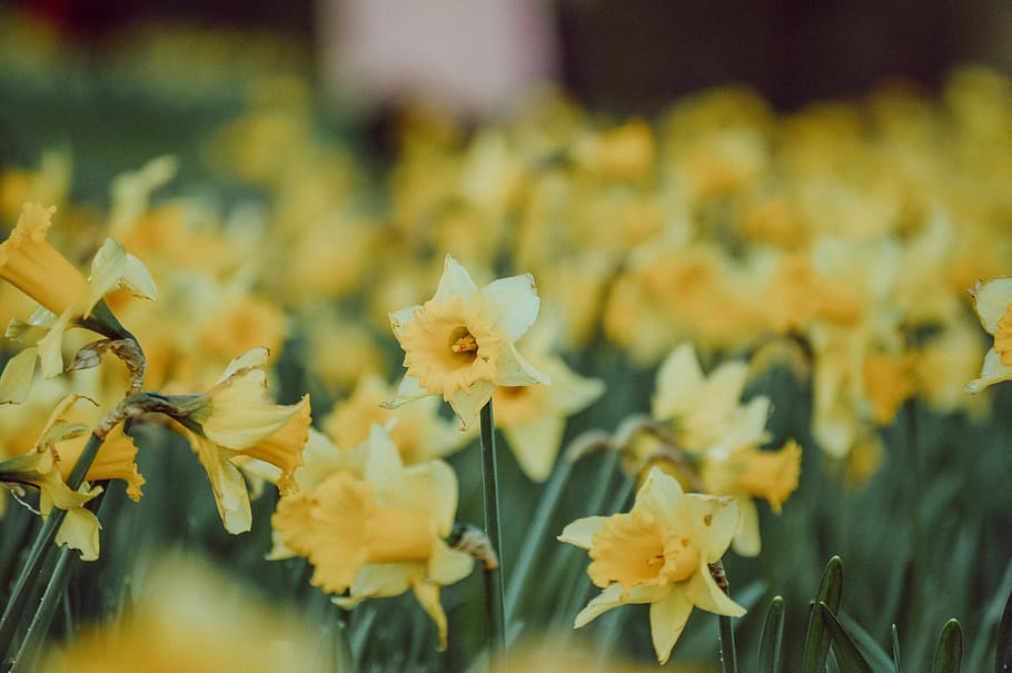 yellow-petaled flower field, flowering plant, beauty in nature HD wallpaper