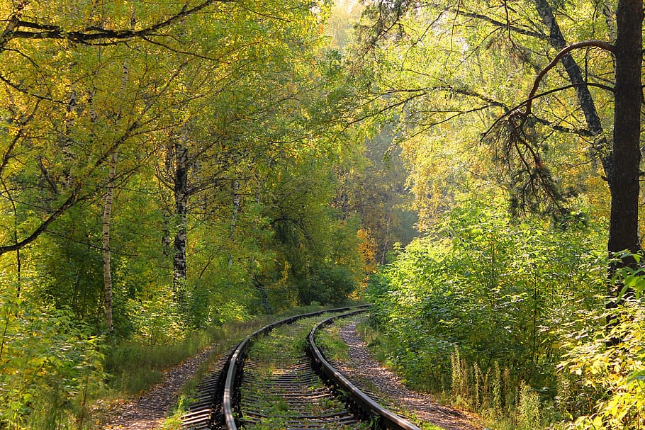 forest, railway, twist, trees, nature, rails, landscape, green HD wallpaper