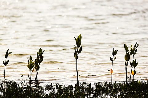 angola, mussulo, belas, beach, sea, sun, water, plant, nature HD wallpaper