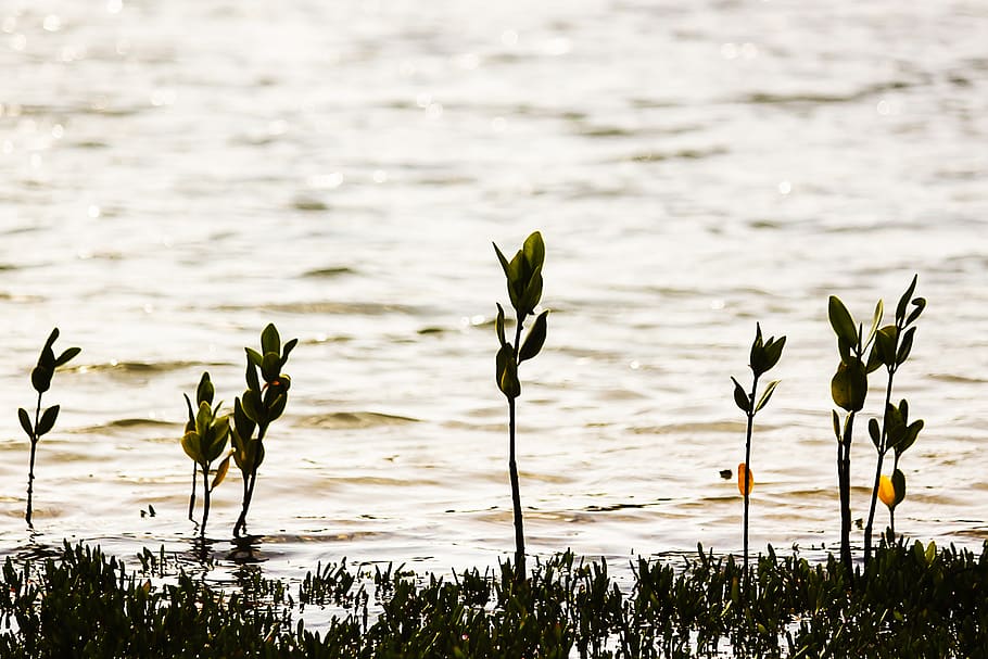 angola, mussulo, belas, beach, sea, sun, water, plant, nature HD wallpaper