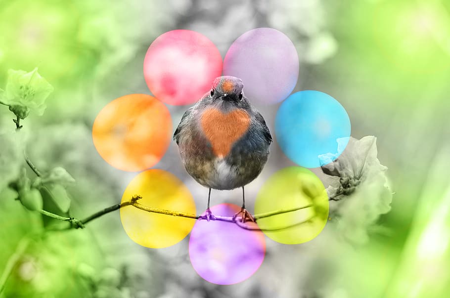 bird, red goblets, easter, heart, egg, easter eggs, osterkarte HD wallpaper