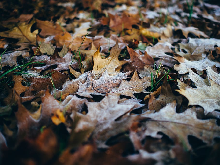 Dried Maple Leaves, close-up, dry leaves, grass, leaf, plant part HD wallpaper