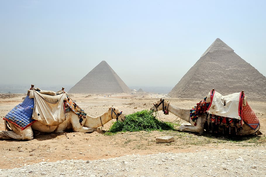 Camels Eating Plants, animals, cairo, desert, dry, egypt, giza HD wallpaper