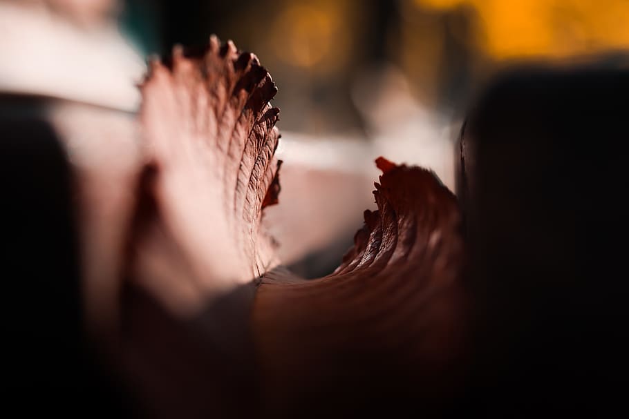 Shallow Focus Photography of Maple Leaf, art, blur, blurred background HD wallpaper