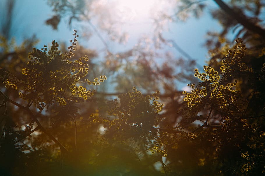 doncaster, wattles, trees, nature, australia, tim mccartney HD wallpaper