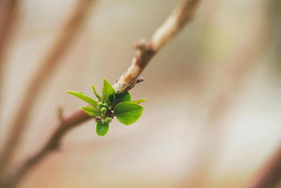 spring, bloom, sprout, tree, leaf, leaves, macro, green, branch HD wallpaper