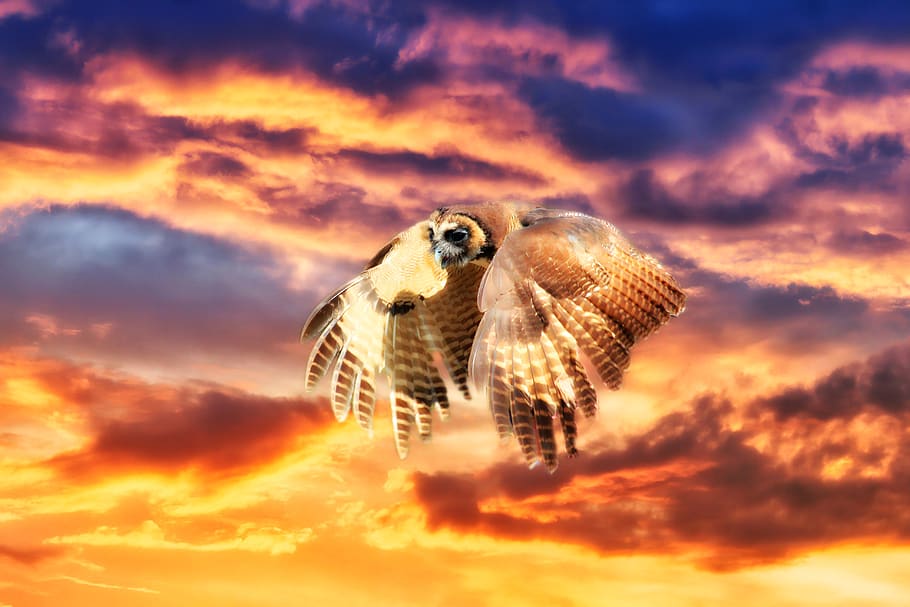 owl, flight, sunrise, sunset, sky, flying, nature, clouds, hunt HD wallpaper