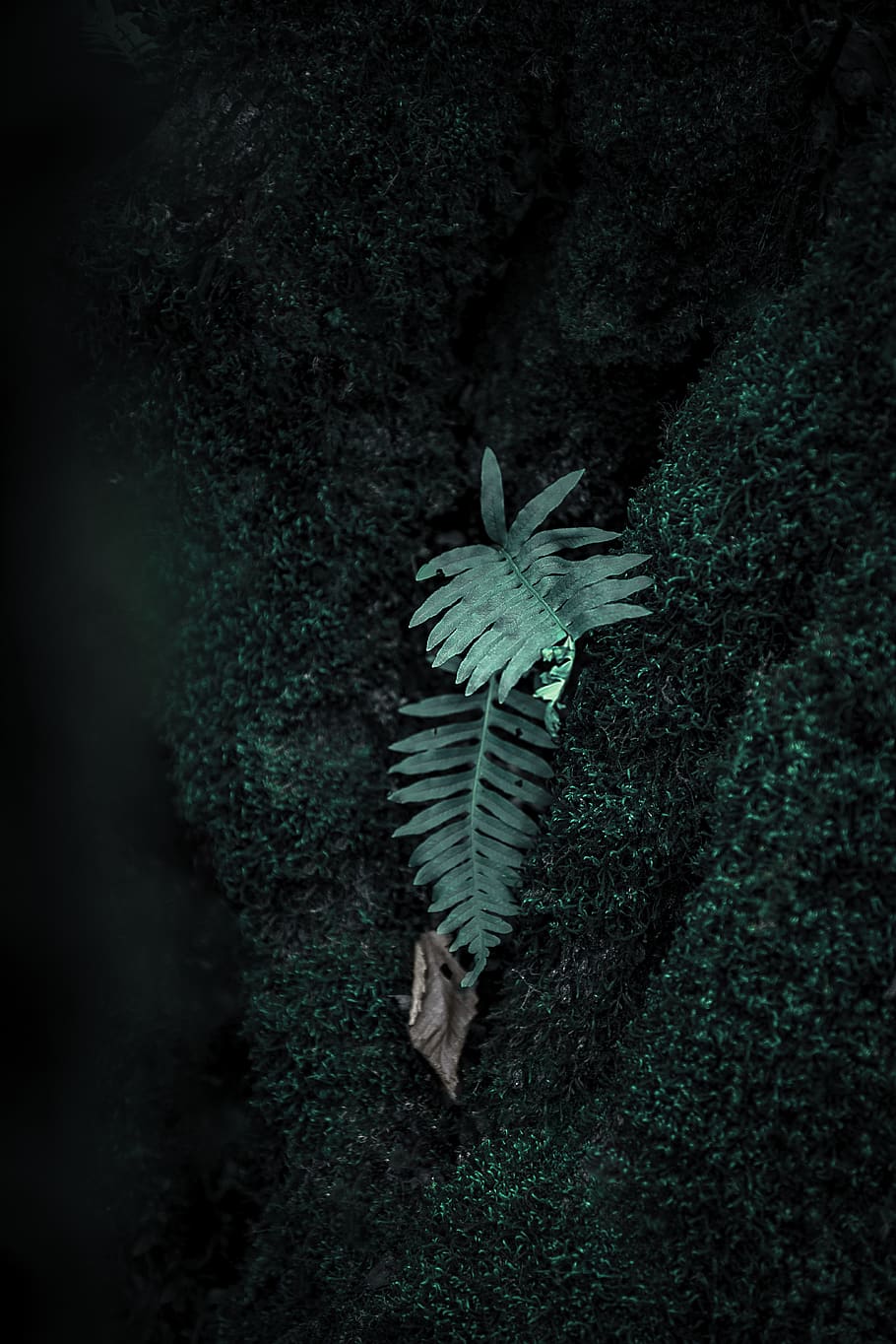 Green-leafed Plant, moss, animal, nature, no people, high angle view HD wallpaper
