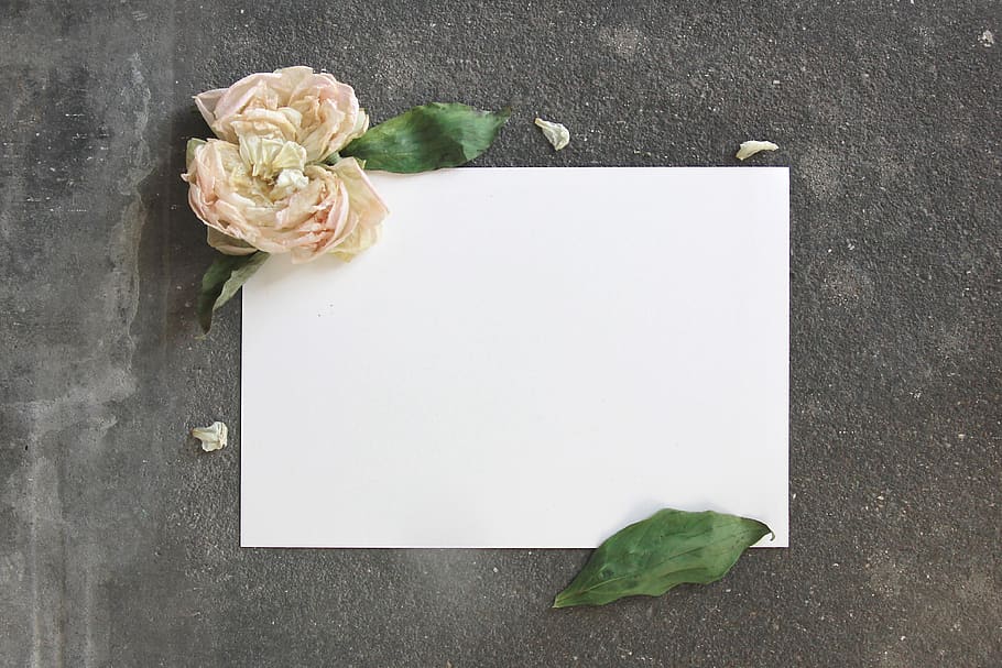 flower on empty printer paper, freshness, rose - flower, plant HD wallpaper