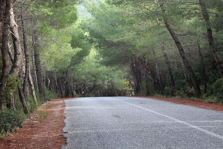 forest, road, trees, nature, autumn, landscape, path, away HD wallpaper