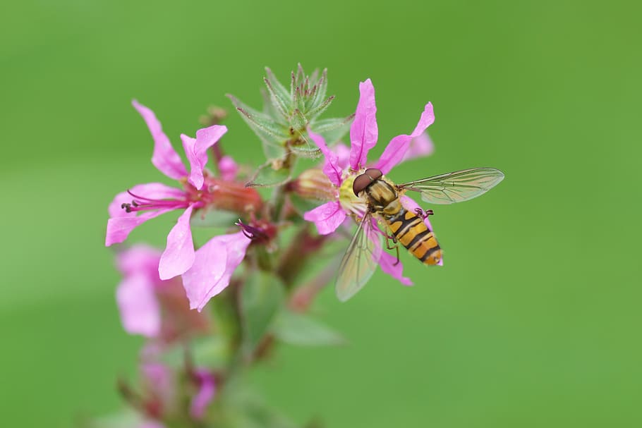 hoverfly, insect, wildlife, flower, flowering plant, animal HD wallpaper