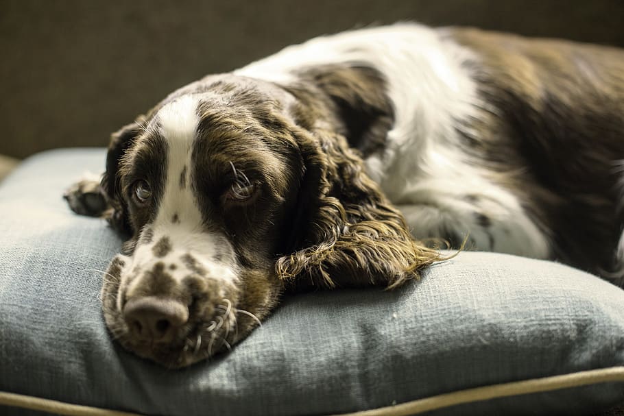 springer, spaniel, dog, puppy, pillow, bed, one animal, canine HD wallpaper