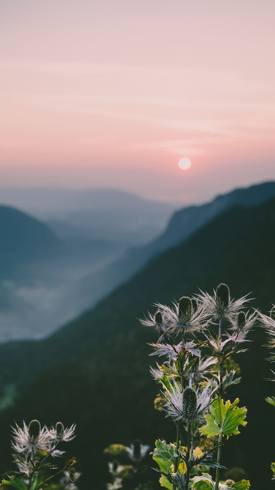 flowers and mountains, switzerland, creux du van, provence, apiaceae HD wallpaper