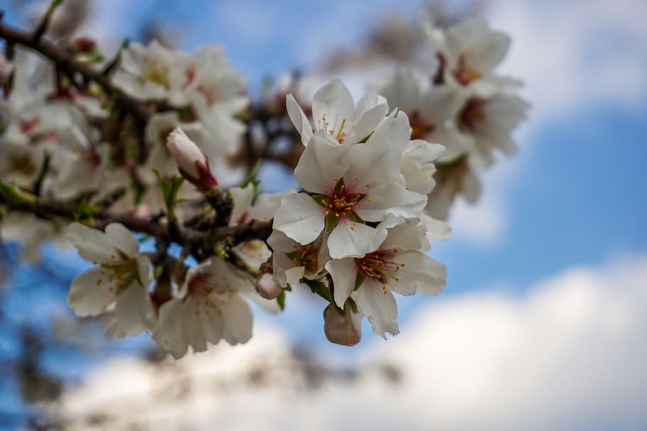 flower, spring, flowering plant, freshness, fragility, beauty in nature HD wallpaper