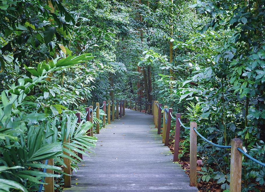 singapore, singapore botanic gardens, tropical walk, tropical path, HD wallpaper