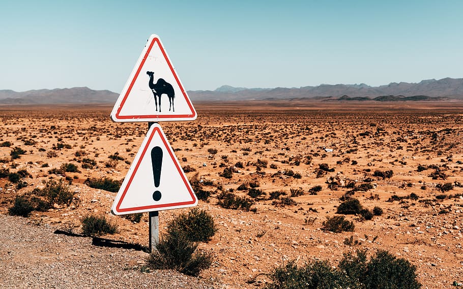 camel sign post, road, communication, road sign, sky, triangle shape HD wallpaper