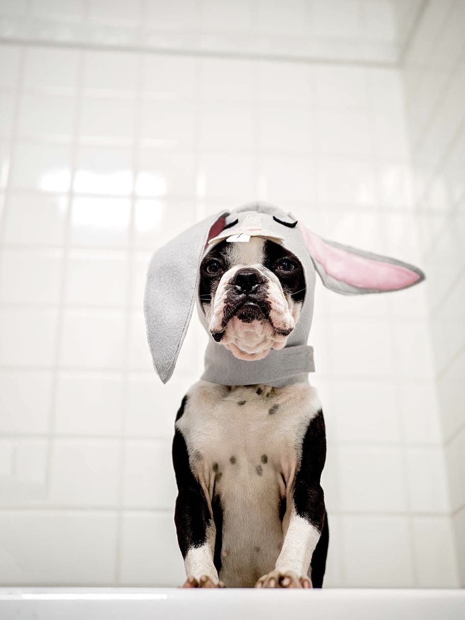 black and white pitbull, canine, dog, domestic animals, pets HD wallpaper