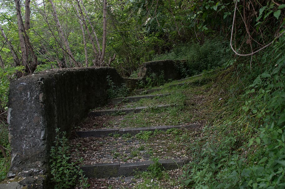italy, genoa, genova bolzaneto, overgrown stairs, woods, forest, HD wallpaper