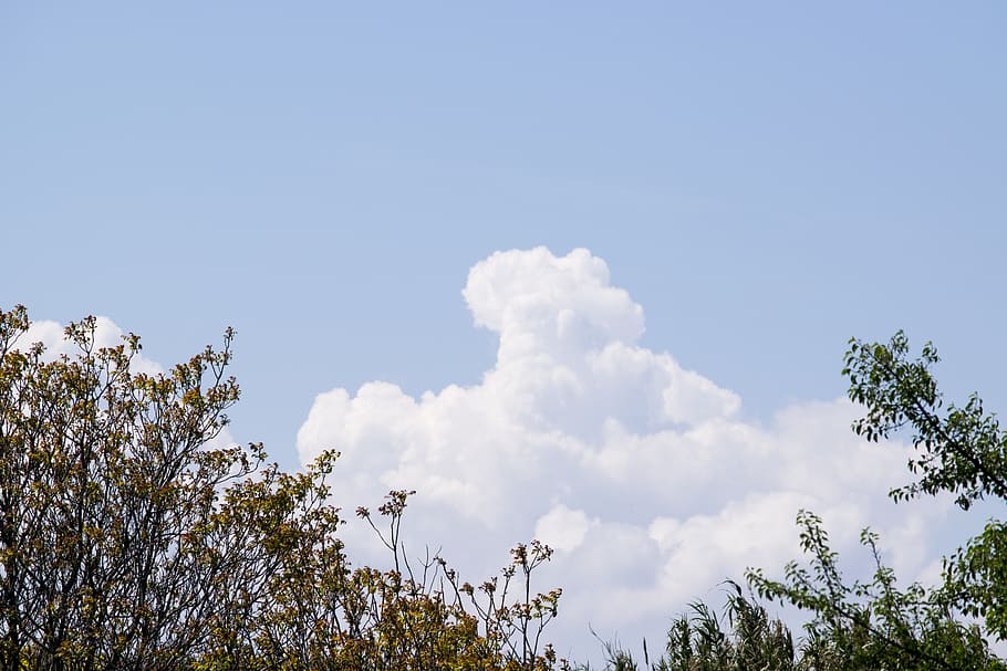 clouds, sky, sun, plants, summer, nature, tree, low angle view HD wallpaper