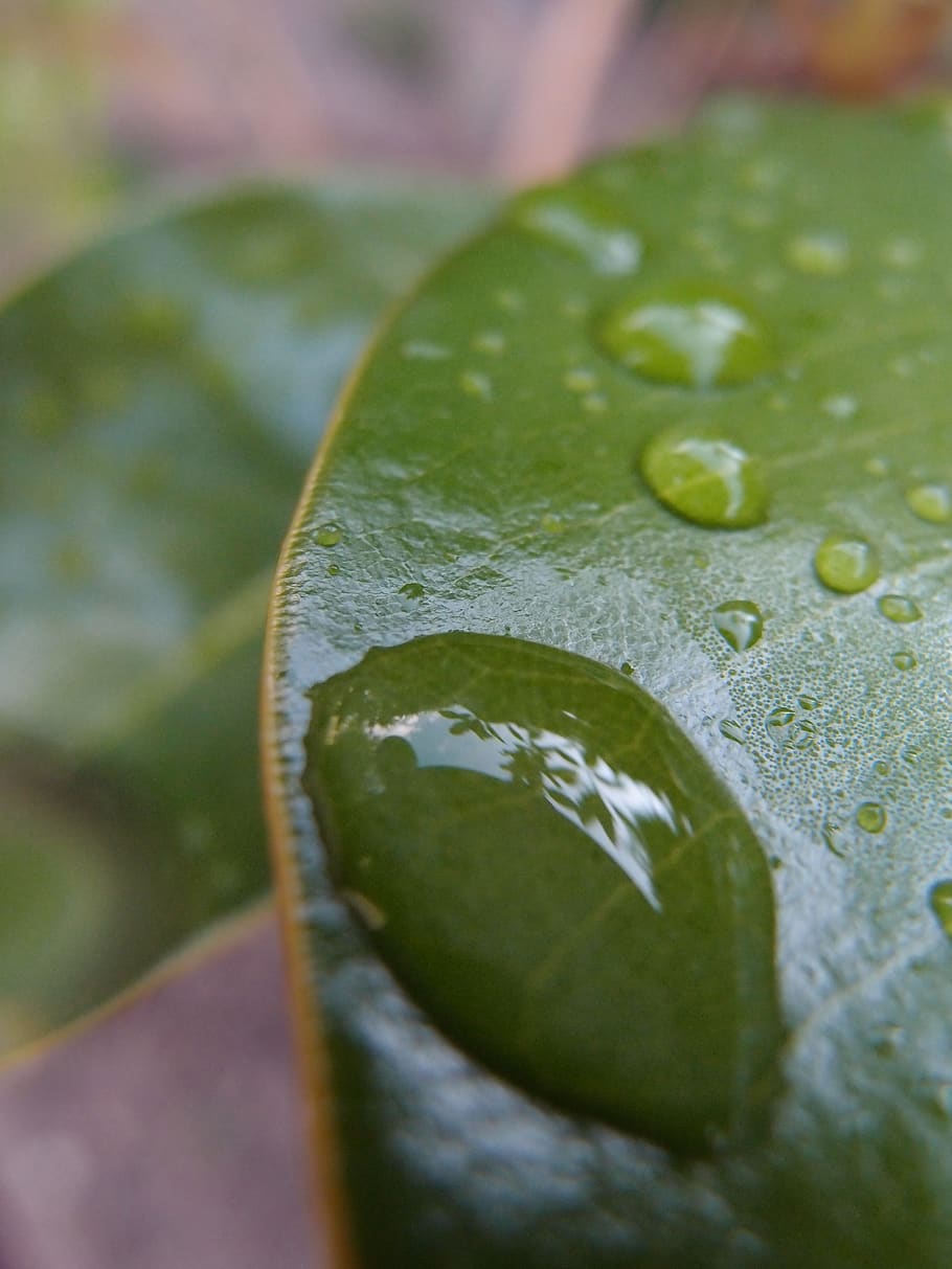 drop, rocio, leaf, water, drip, damp, wet, nature, trim, flora HD wallpaper