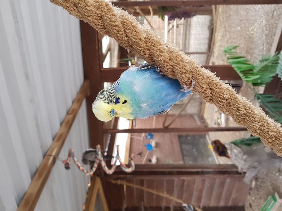 bird, parakeet, blueparakeet, posing, cage, rope, animal themes HD wallpaper