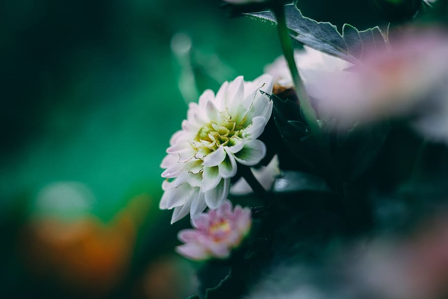 White Dahlia Flower, bloom, blossom, flora, macro, petals, plant HD wallpaper